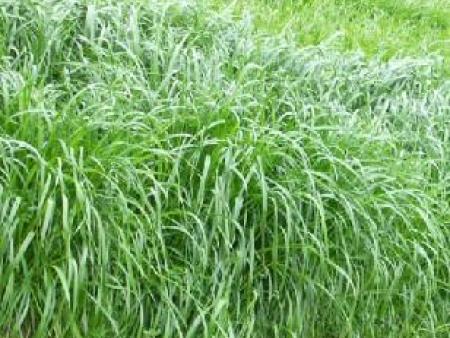 牧草种子网的黑麦草如何栽培？