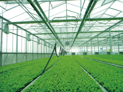 山東布魯斯農業科技有限公司——優質高檔蔬菜種子的自主研發和進口蔬菜種子引進及推廣