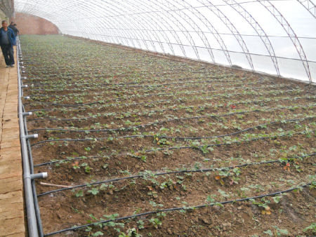 宝鸡张家沟蔬菜大棚节水灌溉设施配套工程