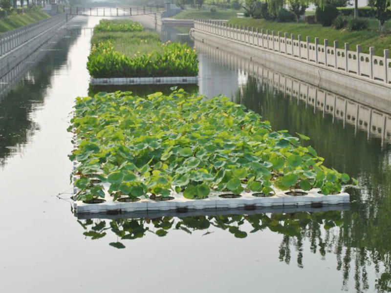 荷花浮岛|人工浮岛-河北莲源水生植物种植有限公司