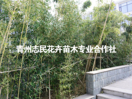 怎么防治绿化竹子的竹秆锈病？