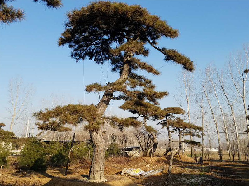 山東造型松基地種植造型松的經(jīng)濟(jì)效益如何？