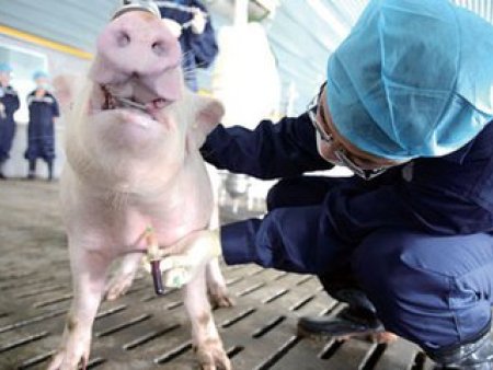 目前流行的猪腹泻解决方案