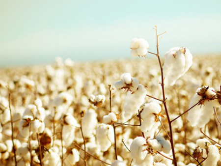 安陽九采羅：天然彩棉是什么？