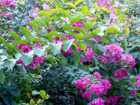 美高梅最新平台网址各种花卉品种达80余种