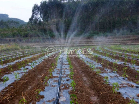 南宁蔬菜微喷带安装效果图 广顺灌溉公司设计