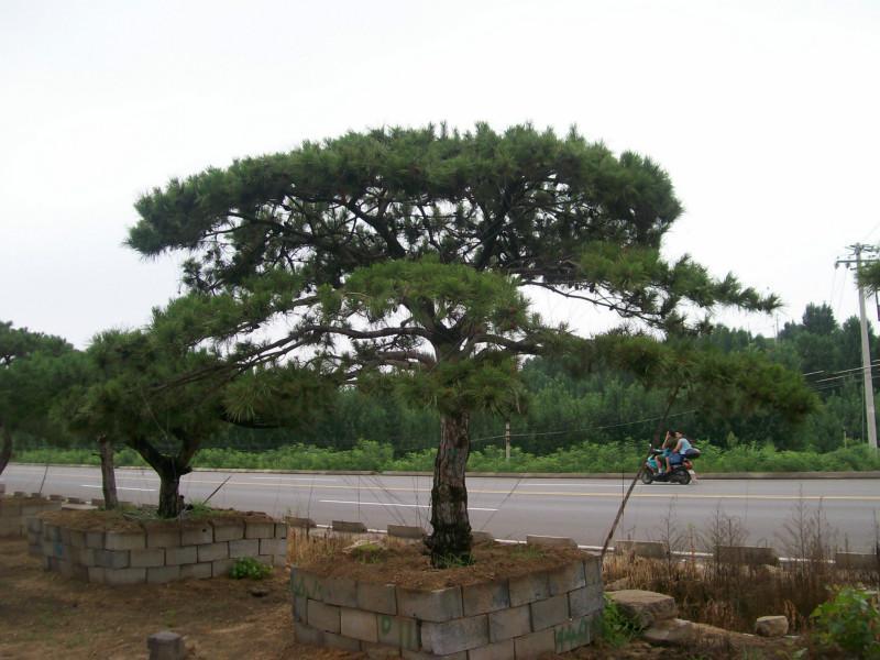 施肥妙計_造型松樹在早春季節的施肥方法