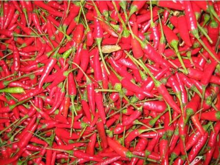 小米辣椒生產廠建議辣椒不要吃過多，否則會影響身體健康