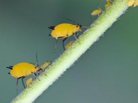 蚜虫触角对碾死蚜虫气味