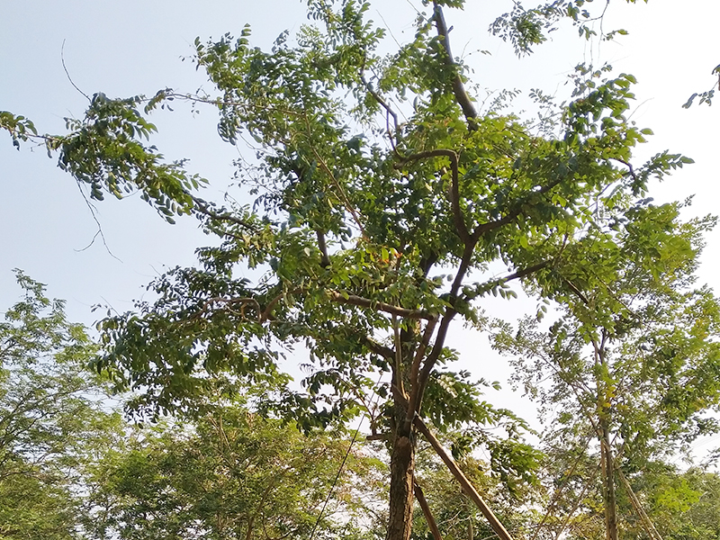 下一条:     降香黄檀(黄花梨)        关键词:   降香黄檀树苗