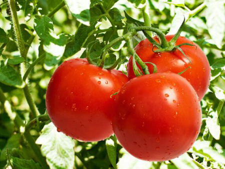 温室大棚西红柿叶面施肥注意事项