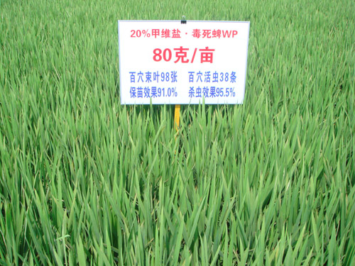水稻试验田1.jpg