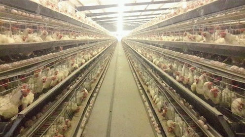 鸡舍养殖温湿度监控系统