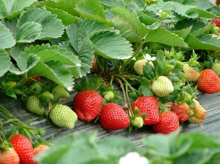 草莓温湿度监控