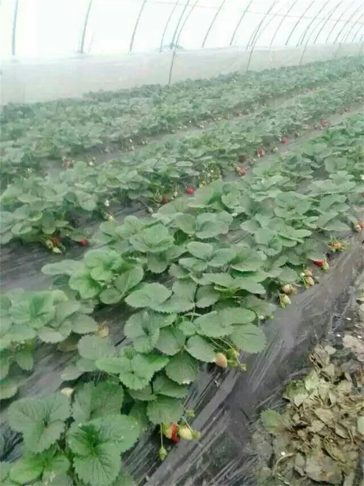 草莓種植