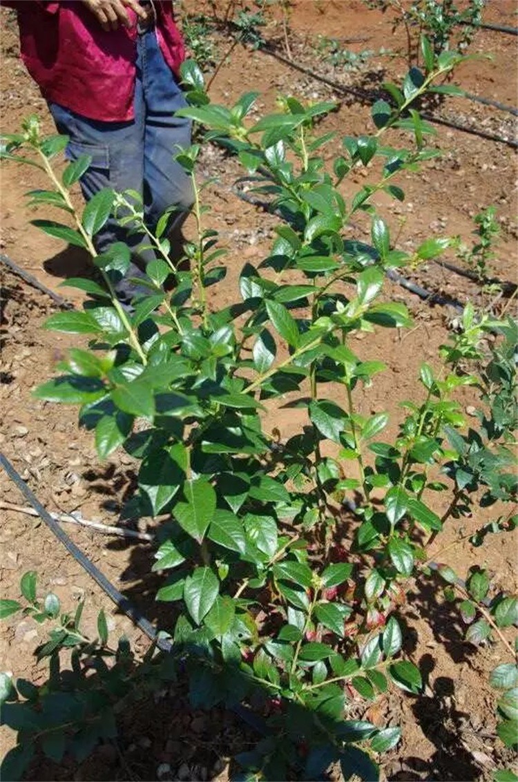 藍莓種植