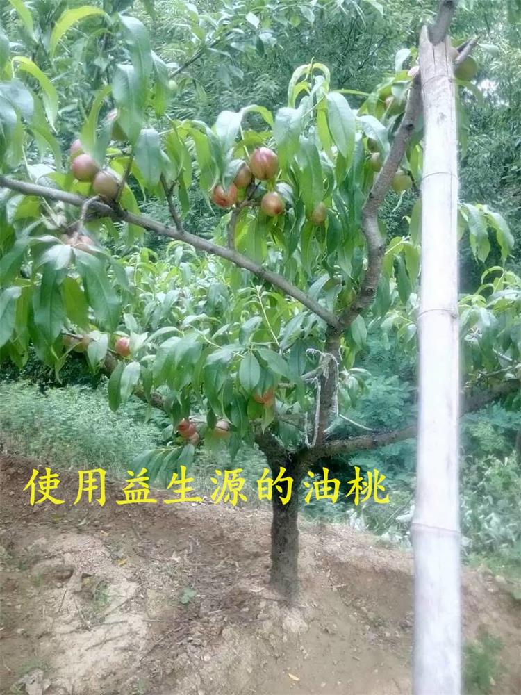 油桃種植