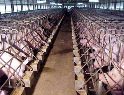 规模化养猪场