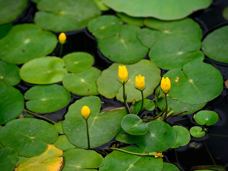 荇菜|浮水植物-河北莲源水生植物种植有限公司