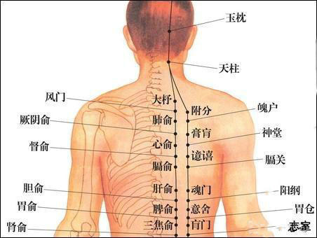 (背部俞穴位置图示)