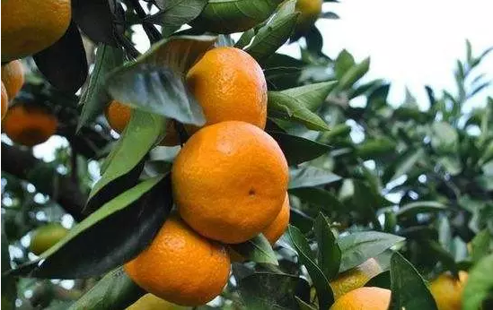 柑橘1.png