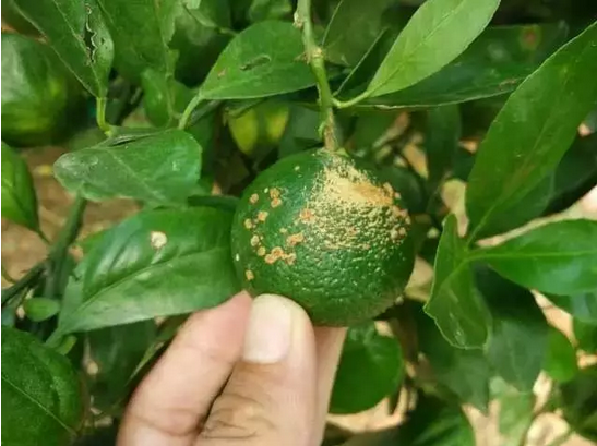 柑橘4.png
