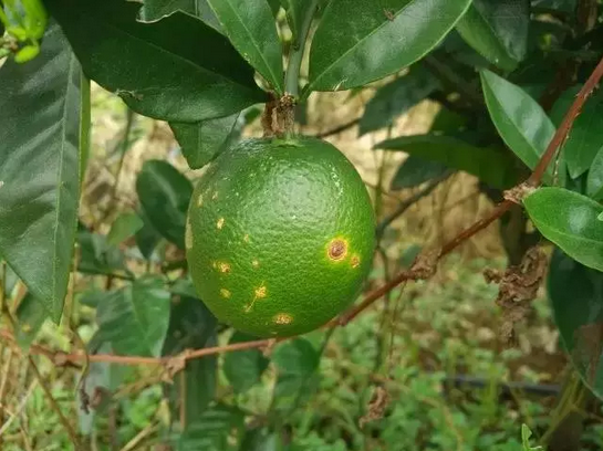 柑橘11.png