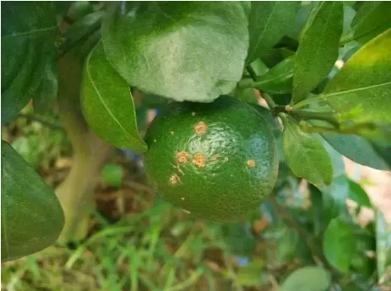 柑橘12.png