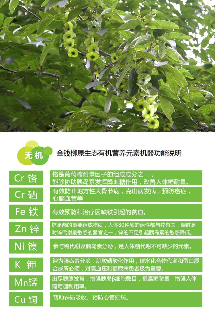 植善堂金钱柳300年份