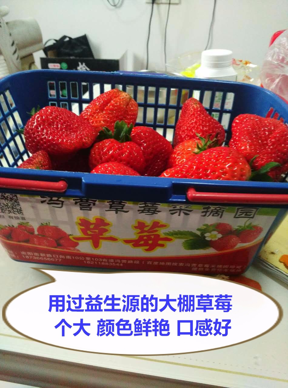 馮營大棚草莓3_.jpg
