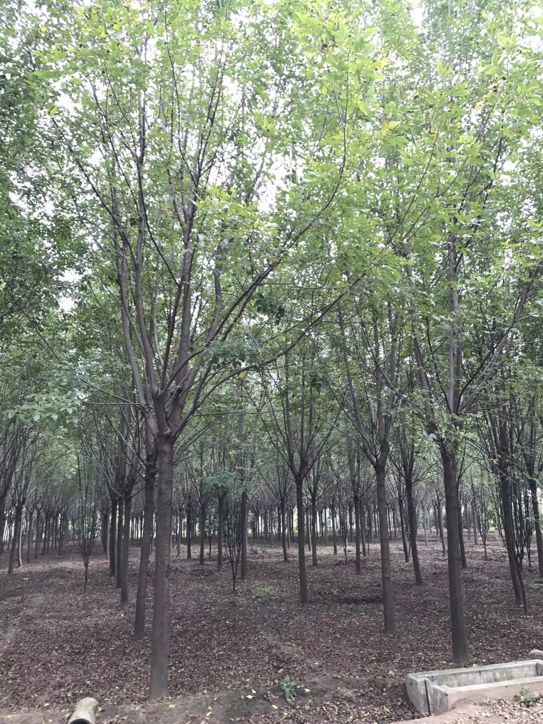 白臘|喬木苗木-沭陽綠格園林景觀有限公司