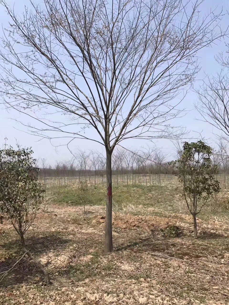 櫸樹|喬木苗木-沭陽綠格園林景觀有限公司