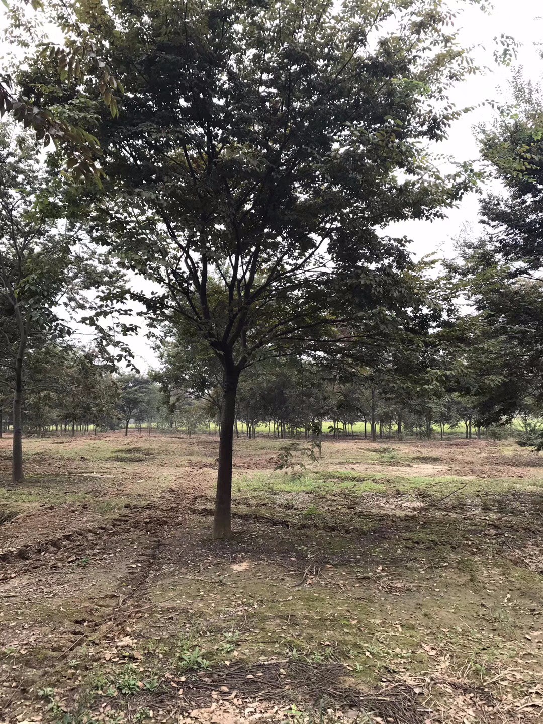 櫸樹|喬木苗木-沭陽綠格園林景觀有限公司