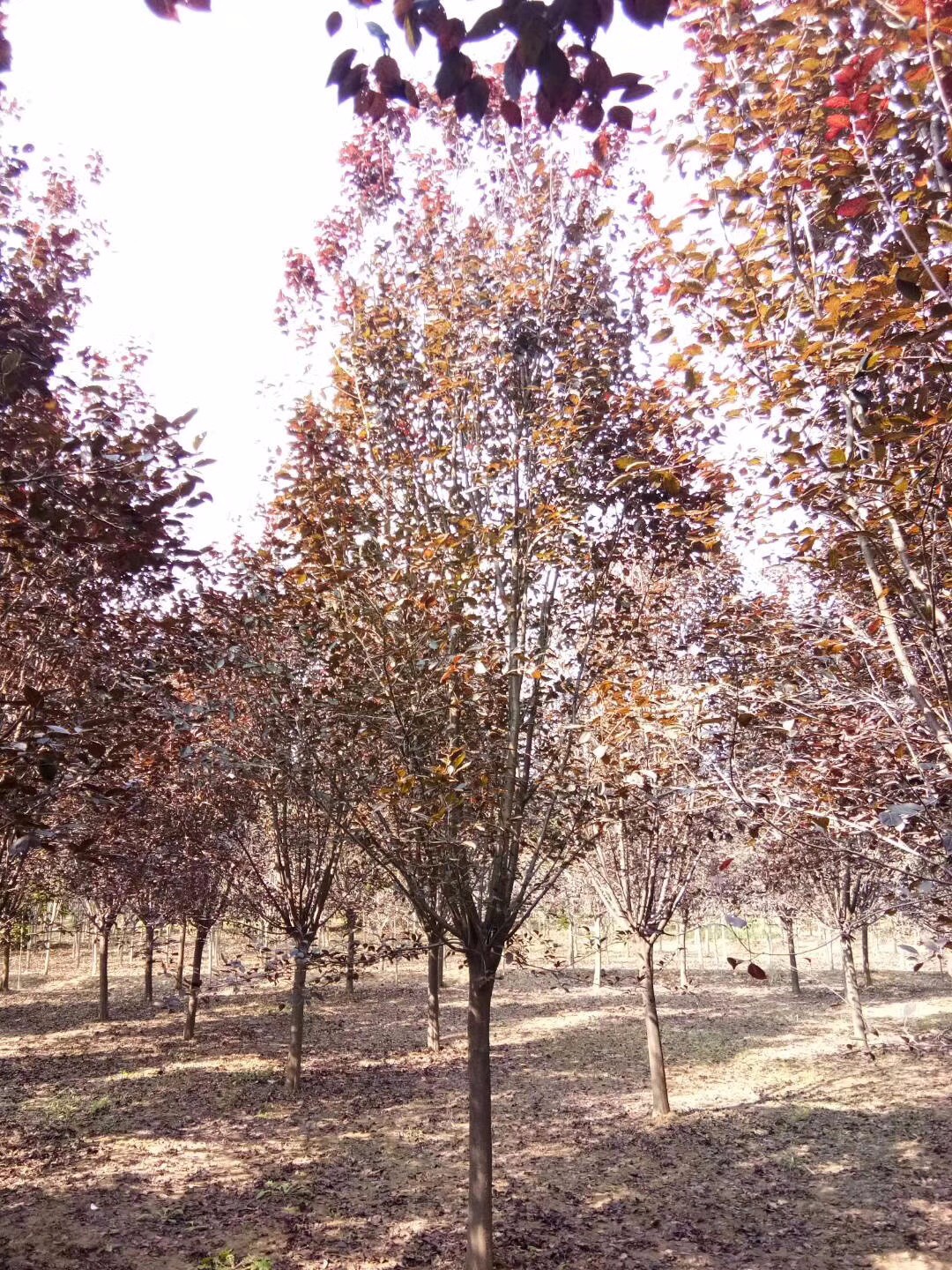 紫葉李|喬木苗木-沭陽綠格園林景觀有限公司