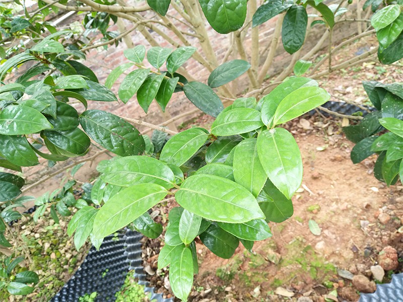 金花茶（珍貴樹）|金花茶-高要區回龍鎮景豐苗木場