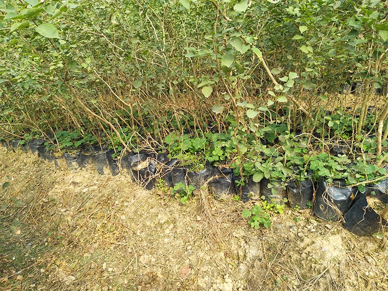 印度黃檀苗|印度黃檀-高要區回龍鎮景豐苗木場
