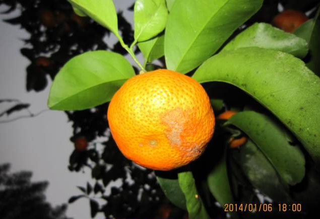 柑橘10.png
