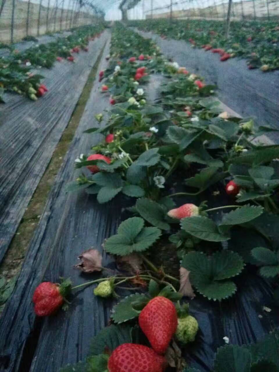 大棚草莓施肥技術