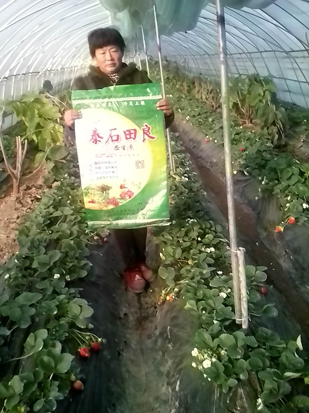 大棚草莓施肥技術