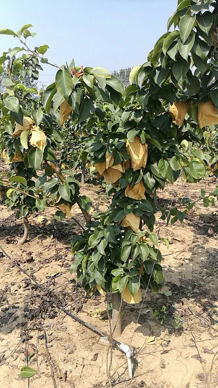 黃金梨 梨樹
