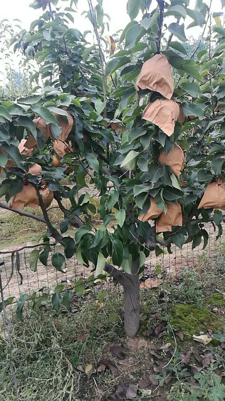 黃金梨 梨樹