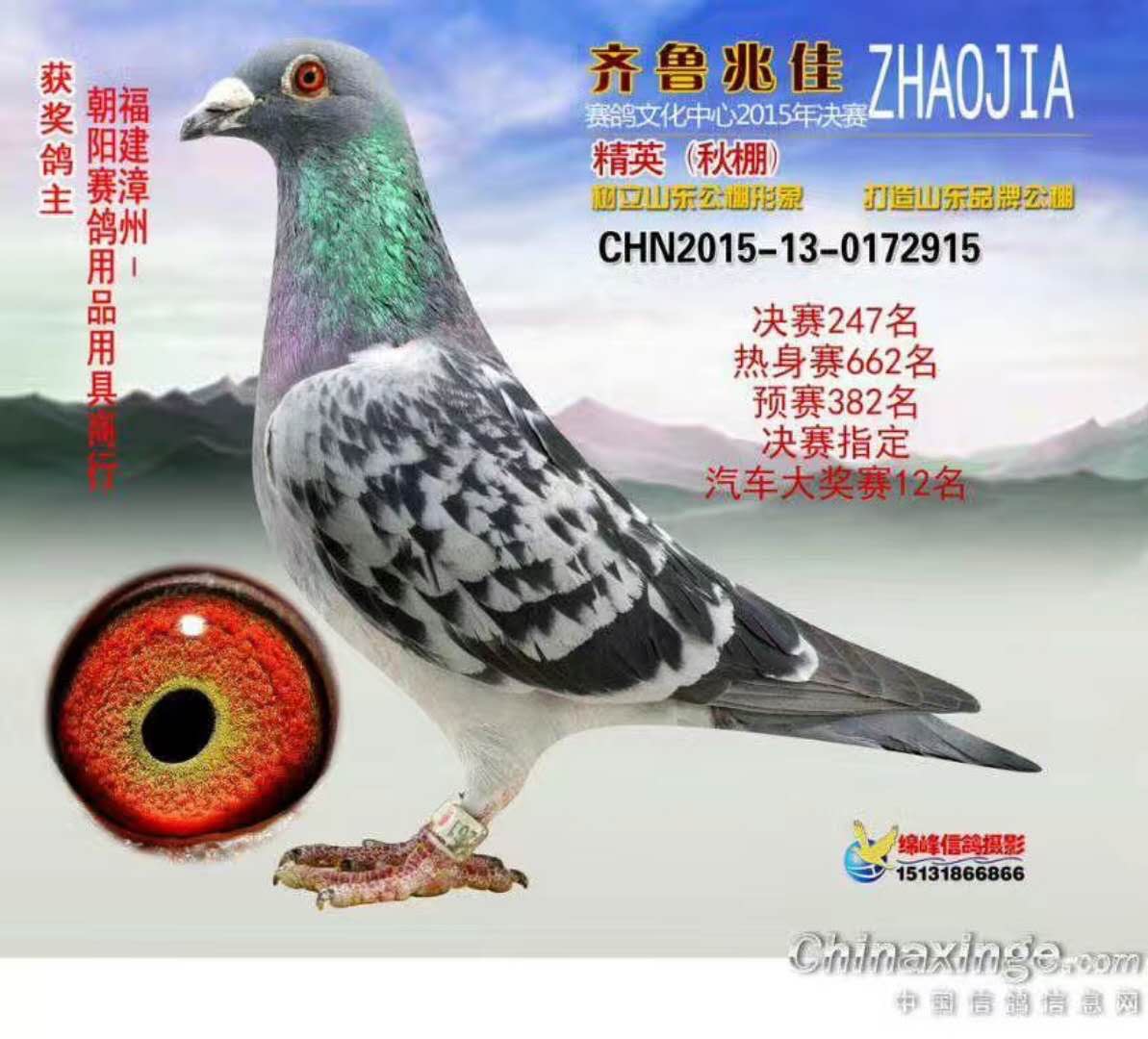朝阳赛鸽13709329749|名人名鸽精英-漳州市林成龙鸽业
