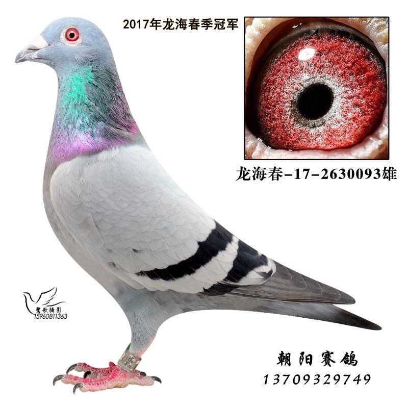 朝阳赛鸽13709329749|名人名鸽精英-漳州市林成龙鸽业