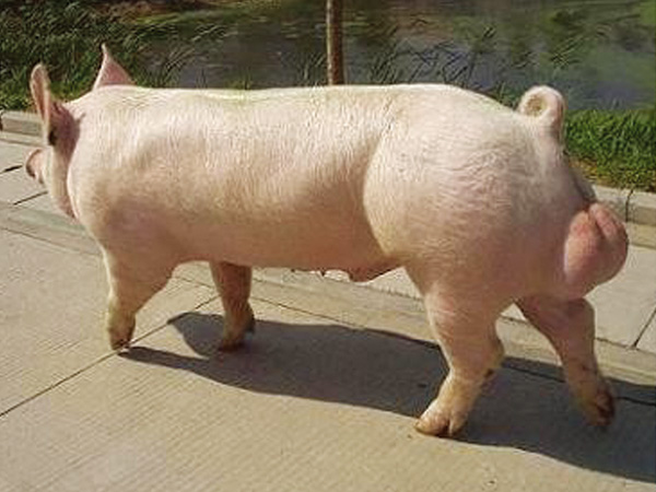 中国大白猪图片