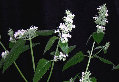 别名:香荆荠,线荠,四棱杆蒿,假苏,是唇形科,荆芥属多年生植物.