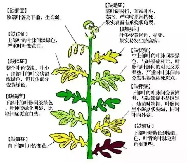 植物缺素症图片及说明图片